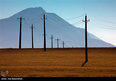 برداشت نخود در شهرستان دلفان - لرستان