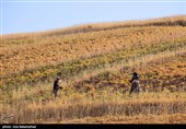 برداشت  نخود در شهرستان دلفان - لرستان
