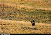 برداشت  نخود در شهرستان دلفان - لرستان