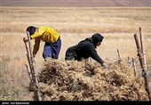 برداشت  نخود در شهرستان دلفان - لرستان