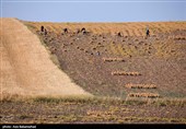 برداشت  نخود در شهرستان دلفان - لرستان