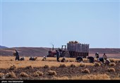 برداشت  نخود در شهرستان دلفان - لرستان