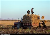 برداشت  نخود در شهرستان دلفان - لرستان