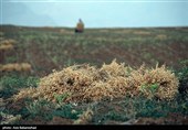برداشت  نخود در شهرستان دلفان - لرستان