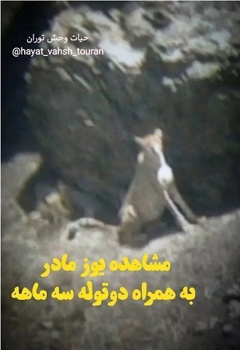 یوزپلنگ ایرانی , حیات وحش , 
