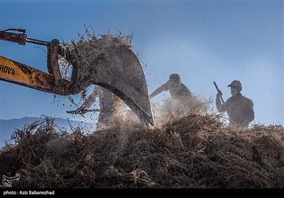 خرمنکوب کردن نخود در شهرستان دلفان - لرستان