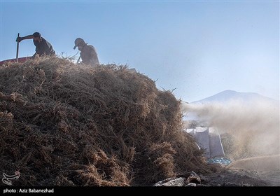 خرمنکوب کردن نخود در شهرستان دلفان - لرستان