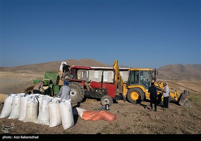 خرمنکوب کردن نخود در شهرستان دلفان - لرستان