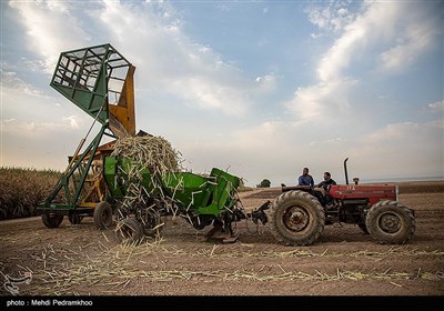 عملیات کشت نیشکر در واحد کشت امام خمینی - اهواز