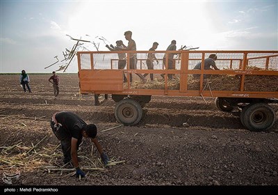 عملیات کشت نیشکر در واحد کشت امام خمینی - اهواز