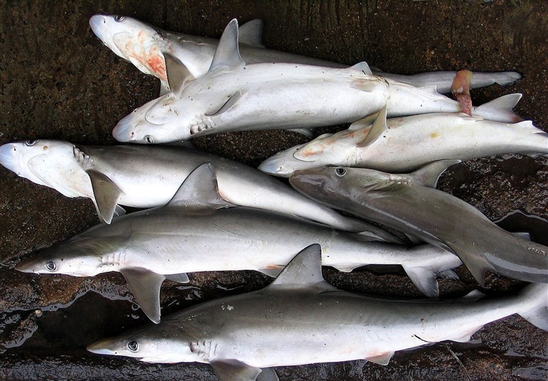 کشف 1000کیلو لاشه کوسه ماهی در ساحل بوشهر
