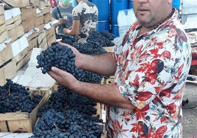  تولید و فروش آب انگور در میدان میوه و تره بار ممنوع شد 