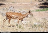 زادآوری «گوزن زرد ایرانی» در اردبیل
