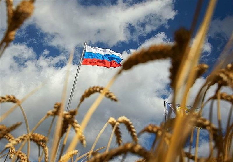 پیش بینی ادامه تسلط روسیه بر بازار غلات جهان در سال 2024