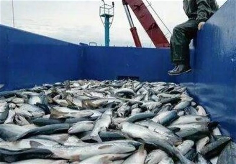 وضعیت فعلی ذخایر ماهیان خاویاری دریای خزر مطلوب نیست
