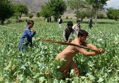  موسسه انگلیسی: مبارزه با کشت مواد مخدر برای کابل چالش زا خواهد بود 