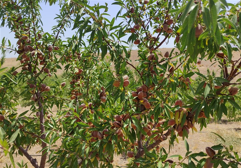 سطح زیر کشت باغات بادام در چهارمحال و بختیاری به ۲۰ هزار هکتار رسید