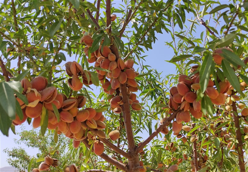 سطح زیر کشت باغات بادام در چهارمحال و بختیاری به ۲۰ هزار هکتار رسید