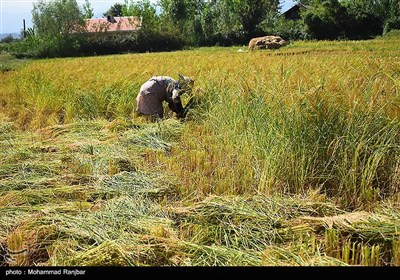 آخرین روزهای برداشت برنج در گیلان