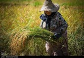 زمان خرید برنج پرمحصول مازندران تا پایان مهرماه تعیین شد