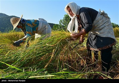 Gilan&apos;da pirinç hasadının son günleri