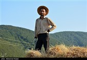 تکاپوی مجلسیها و ساماندهی وضعیت نابسامانی برنج/هشدار به مافیای برنج