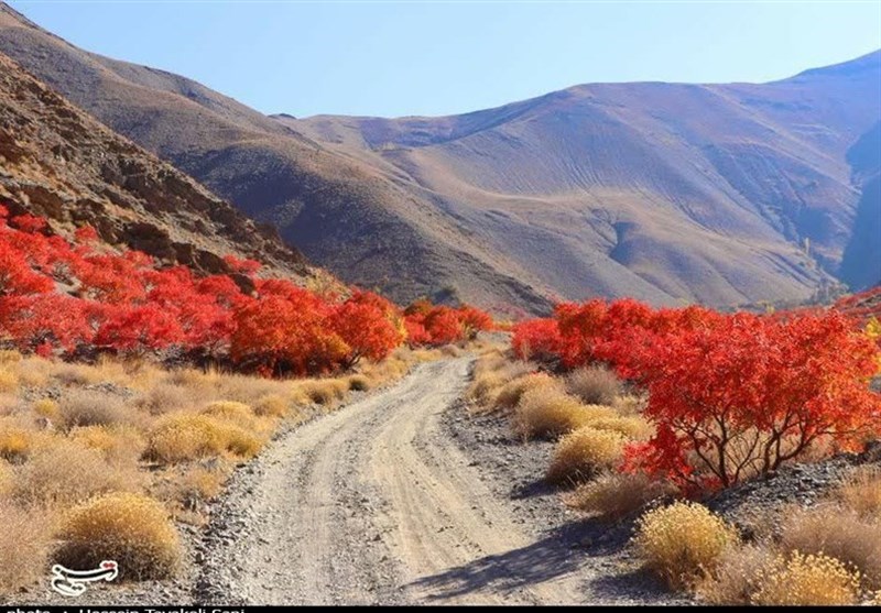 آغاز برداشت سماق از سطح ۱۴۵۰ هکتار از باغات گناباد + تصاویر