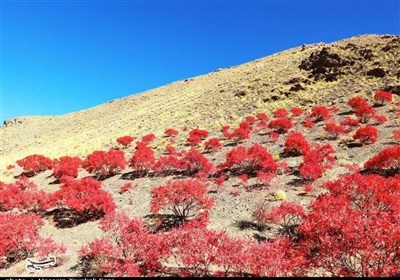 سماق،محصول،گناباد،شهرستان،كشاورزي،منطقه،فرآوري،برداشت،كشت،شر ...