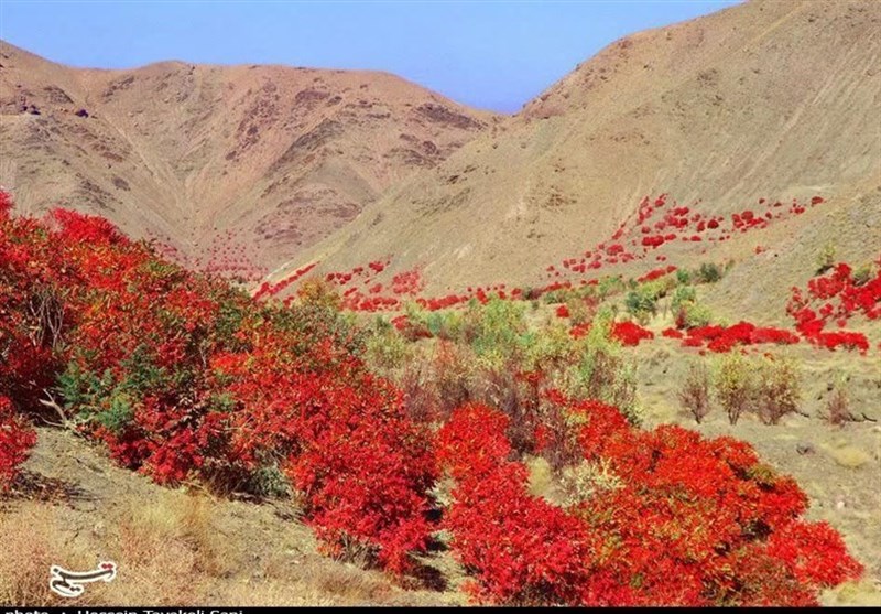 آغاز برداشت سماق از سطح ۱۴۵۰ هکتار از باغات گناباد + تصاویر