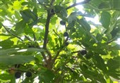قطب اجیر جهان چشمانتظار صنایع تبدیلی برای شکوفایی اقتصادی