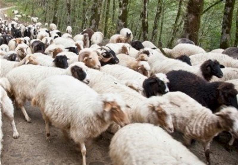 Researchers Promote Taleshi Sheep Farming for Economic, Environmental Benefits