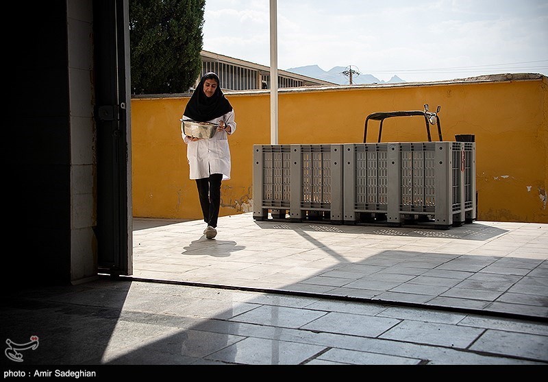 انجیر استهبان،نگین طلایی خشکبار ایران
