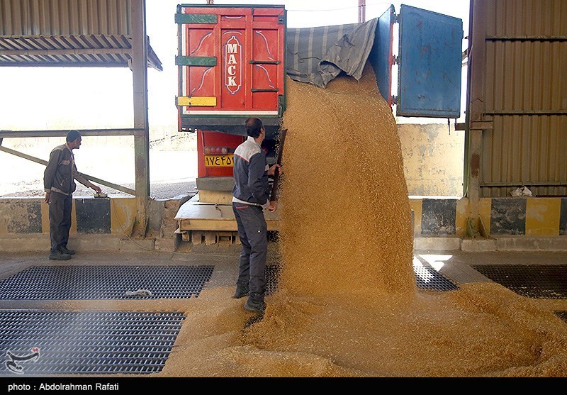 صدها هزار تن گندم خوزستان به سیلوها منتقل شد