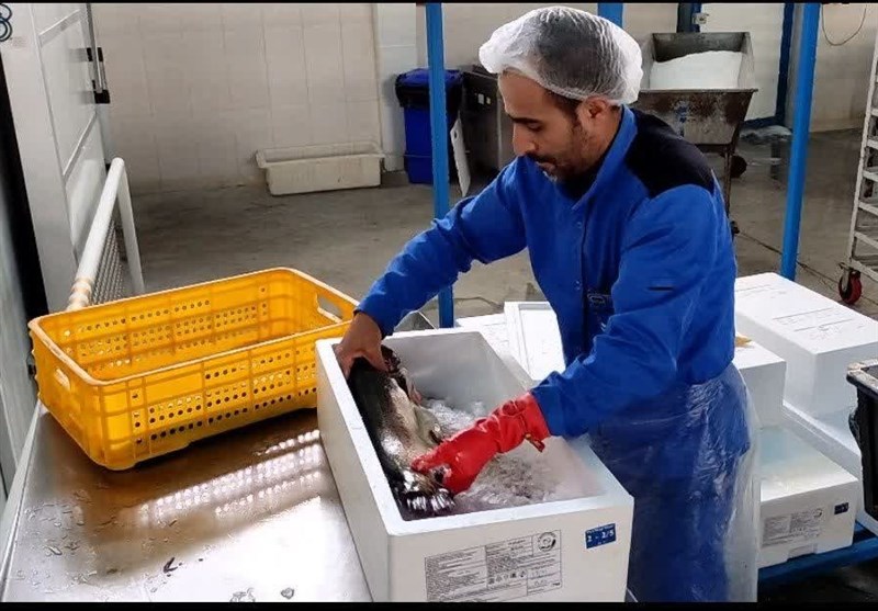 صادرات ماهی قزل‌آلا از چهارمحال و بختیاری به 5 هزار تن می‌رسد