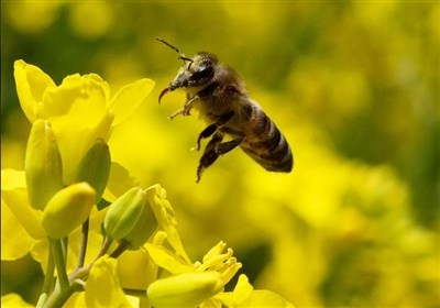  از دست دادن لیگ اروپا پس از بلعیدن زنبور 