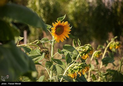 مزرعه گلهای آفتابگردان در کرمانشاه