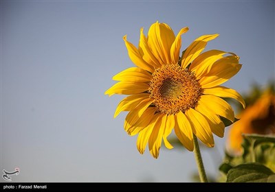 مزرعه گلهای آفتابگردان در کرمانشاه