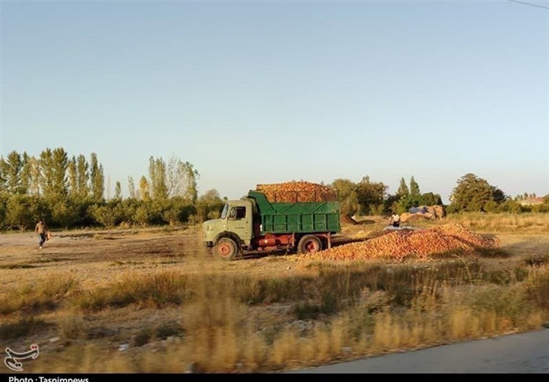 قصه پرغصه تلنبار سیب در کنار جاده/ نتیجه زحمات یک‌ساله کشاورزان ارومیه را ببینید! + فیلم