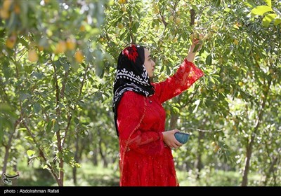 جشنواره برداشت آلو در روستای حیدره قاضی خانی-همدان