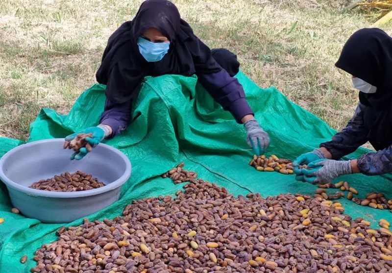 جشن شکرگزاری برداشت خرما در خراسان جنوبی به روایت تصویر