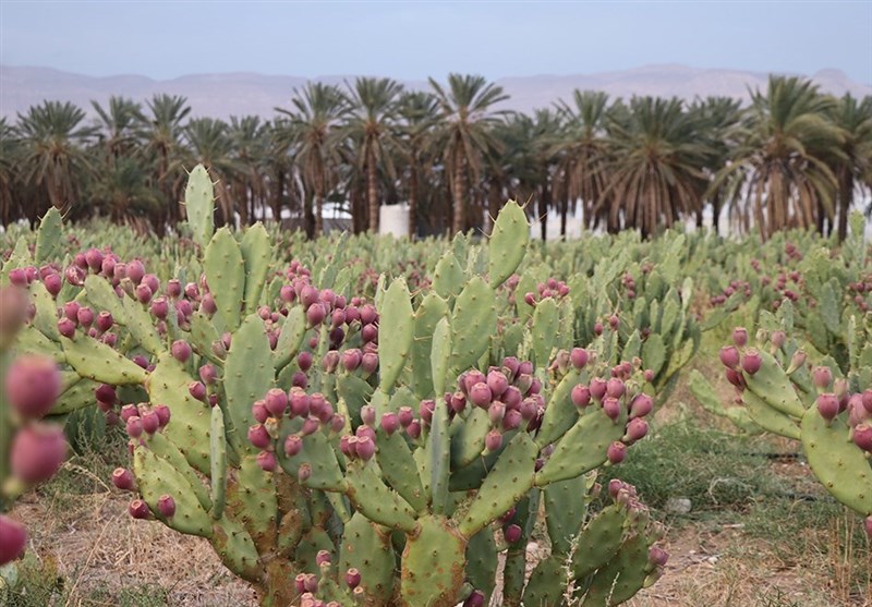 کشت گونه کاکتوس اپونتیا در 5 هزار هکتار اراضی استان بوشهر