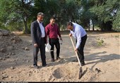 کاشت 3300 نهال زیتون در حمایت از مردم غزه در گلستان