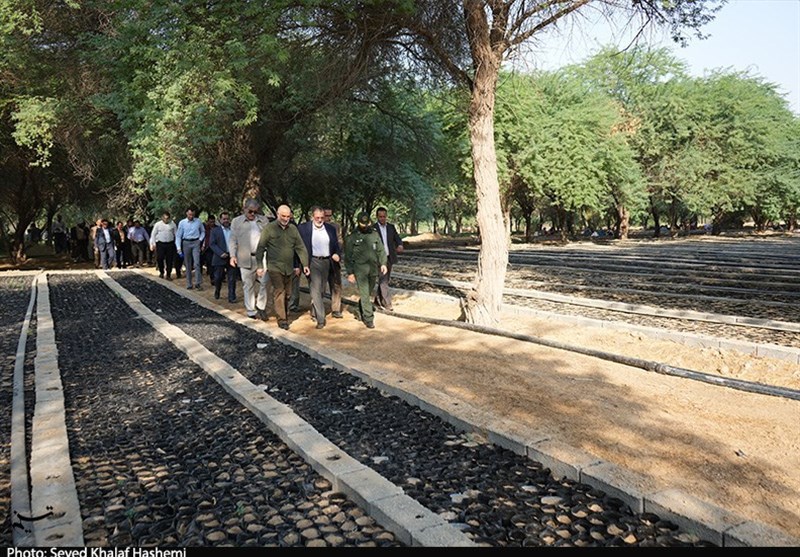 تولید 3 میلیون و 400 هزار اصله نهال جنگلی در استان بوشهر + تصویر