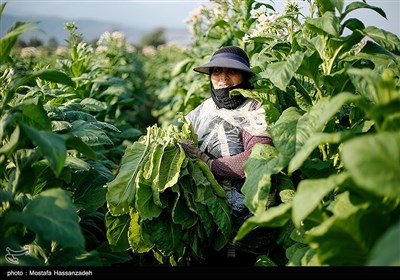 Growers Harvest Tobacco Plant in Northern Iran