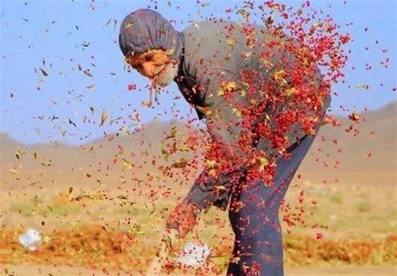 پای درددل‌های زرشک‌کاران خراسان جنوبی/ اینجا هم واسطه‌گران و دلالان &quot;سود&quot; را به جیب می‌زنند + تصاویر