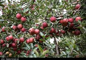 خرید تضمینی سیب صنعتی کشاورزان کهگیلویه و بویراحمد کیلویی 15 هزار تومان