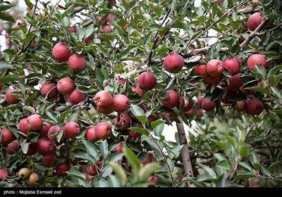  خرید تضمینی سیب صنعتی کشاورزان کهگیلویه و بویراحمد کیلویی ۱۵ هزار تومان 