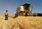 برنامه ریزی برای تولید 14 میلیون تن گندم در سال زراعی جاری