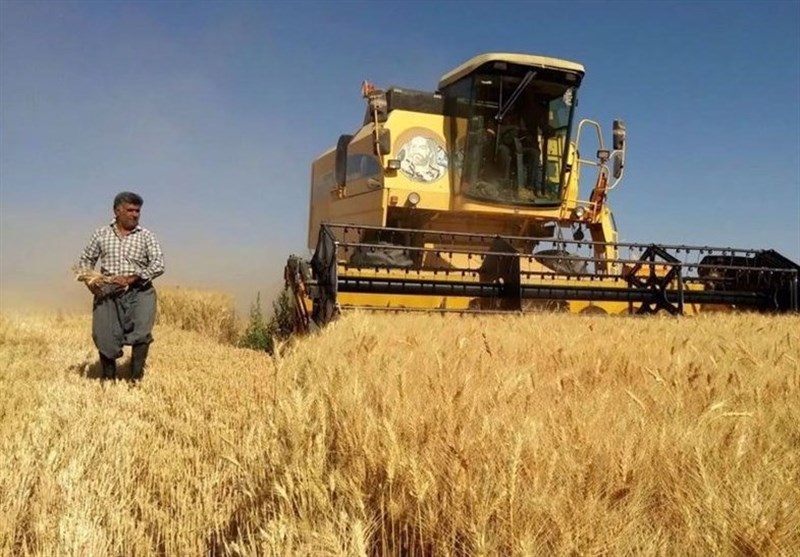 برنامه ریزی برای تولید 14 میلیون تن گندم در سال زراعی جاری