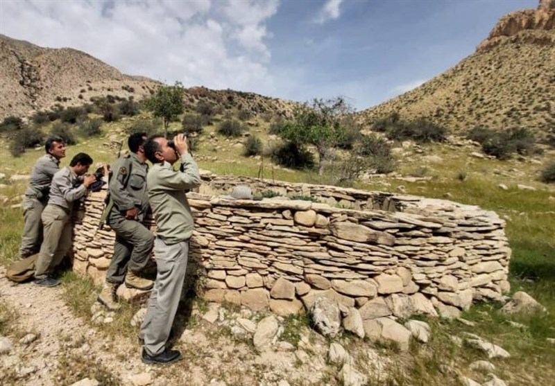 کشف لاشه 4 رأس قوچ و میش از شکارچیان غیرمجاز در استان بوشهر/ دستگیری 6 متخلف